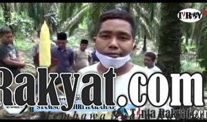 BUNGA LANGKA SETINGGI HAMPIR DUA METER HEBOHKAN WARGA maxresdefault 2