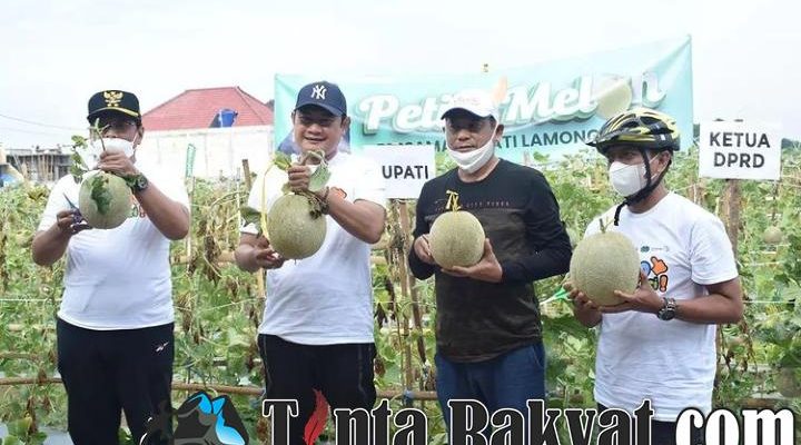Bupati Lamongan Yuhronur Efendi bersama Ketua DPRD Lamongan Abdul Ghofur, Wakil Bupati Abdul Rouf, dan Sekda Moh. Nalikan melakukan petik melon secara langsung