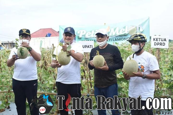 Bupati Lamongan Yuhronur Efendi bersama Ketua DPRD Lamongan Abdul Ghofur, Wakil Bupati Abdul Rouf, dan Sekda Moh. Nalikan melakukan petik melon secara langsung