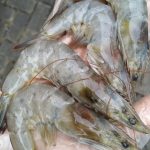IMG 20220312 WA0012