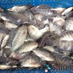 IMG 20220412 WA0001