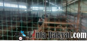Usaha peternakan kambing di desa Mangunsaren kecamatan Tarub kabupaten Tegal 